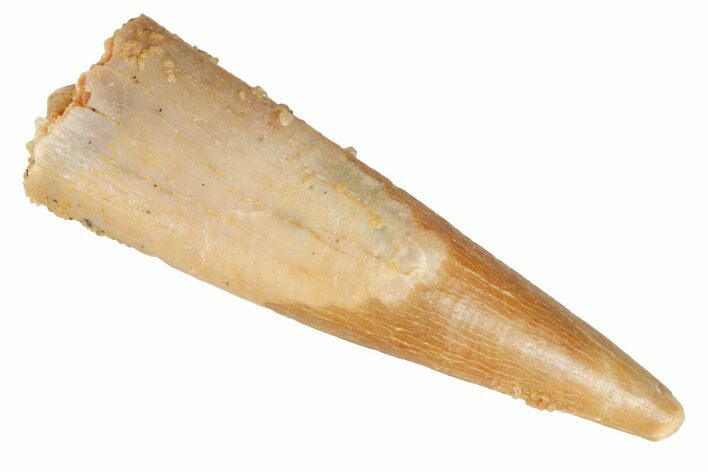 Fossil Pterosaur (Siroccopteryx) Tooth - Morocco #194589